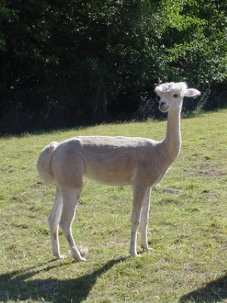 Alpaca For Sale - FFFA Cleopatra at Fancy Fiber Farm